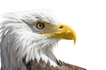 Close up side view portrait of an american bald eagle head isolated on transparent background, png...