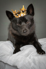 Cute black dog with a tiara