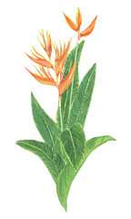 Watercolor tropical flower bush. Realistic exotic plants composition. Orange flowers of strelitzia. Botanical hand drawn illustration on transparent.