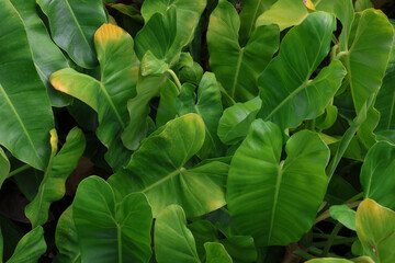 Philodendron plant background with color are beautiful