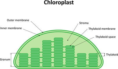 The structure of the chloroplast. Diagram.