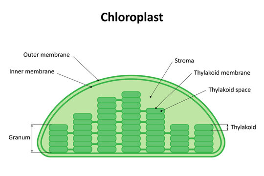 The structure of the chloroplast. Diagram.
