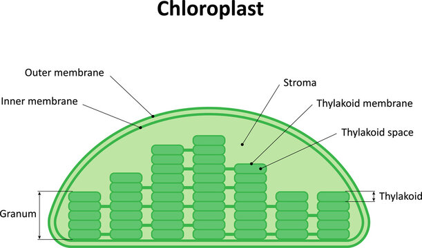 The structure of the chloroplast. Diagram.