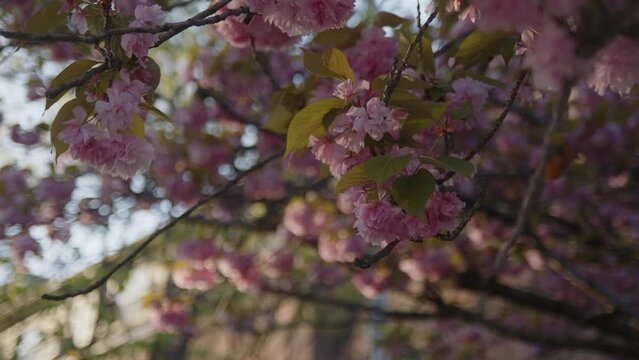 Pink cherry trees shed petals in the Brooklyn breeze
