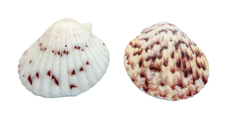 group of two seashells, isolated image on transparent background
