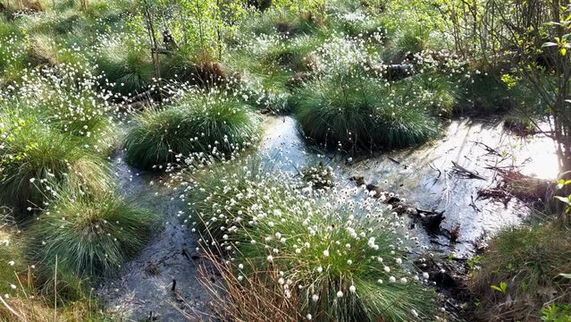 Cottongrass - Eriophorum blossoms in Długie Bagno (Long Bog) during springtime, Kampinos National Park - Poland.	