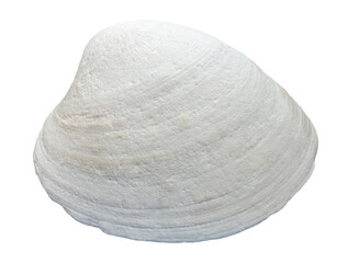 seashell, isolated image on transparent background
