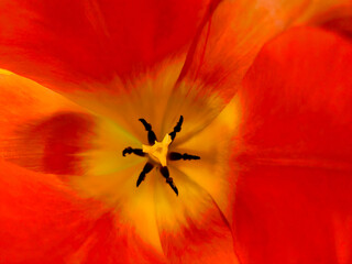 Makroaufnahme einer blühenden Tulpe
