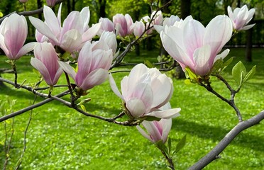 Magnolia tree pink white blossom in the spring park 