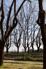 A vertical snapshot captures the quiet awakening of early spring with bare trees outlined against a...