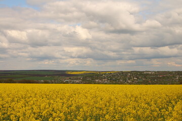 A field of yellow flowers