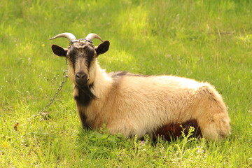 A goat with horns sitting in the grass