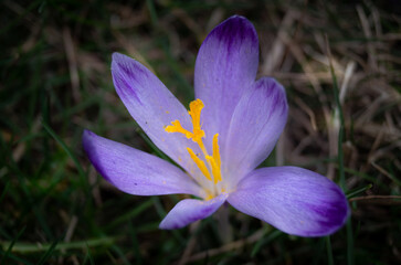 purple crocus flower