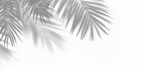  palm leaves  shadows on a white background,  for product presentation, tropical leaves shadow on white, copy space