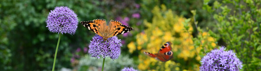 Schmetterling 1151