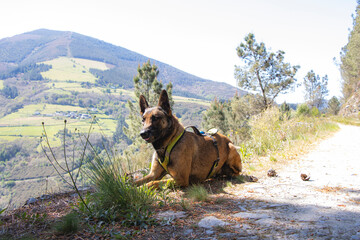 Belgian Malinois shepherd dog with yellow harness on the route through the Asturian mountains of Allande