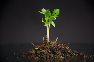 tomato seedlings in the ground, isolated on a black background