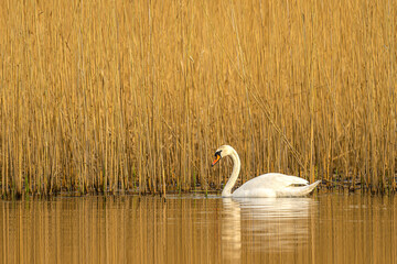 White swan and yellow reeds as a background - obrazy, fototapety, plakaty