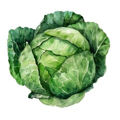 A delicate watercolor depiction of a green cabbage