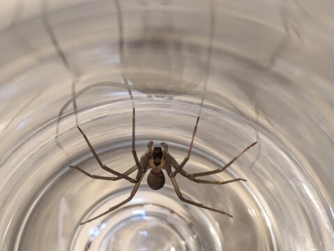 Brown recluse shows off markings.