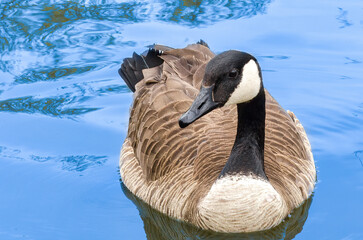 Canada goose bird, also Branta canadensis