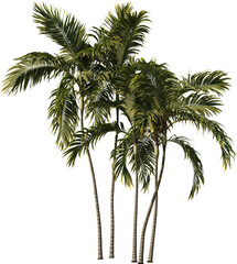 Fototapeta na wymiar Palm Tree in transparent background