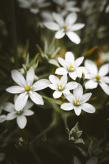 Flores de estrella de belén (Ornithogalum umbellatum) con fondo oscuro