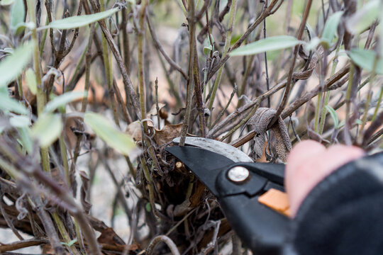 Kr&auml;uter R&uuml;ckschnitt im Fr&uuml;hling (Konzept: Salbei Salvia wird mit einer Gartenschere im Fr&uuml;hling zur&uuml;ckgeschnitten)