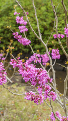 ハナズオウの花・Chinese redbud