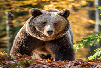 Fototapeta premium brown bear in the woods