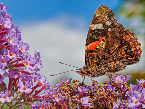 Red Admiral butterfly (Vanessa atalanta) feeding on buddleia, Wales, UK. July. 