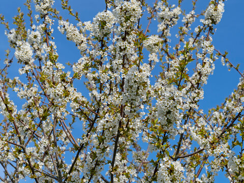 Wild cherry (Prunus avium) in flower, Norfolk, England, UK, March. 