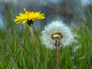 Dandelion (Taxaxacum officinale) seed heads and flowers, England, UK, 