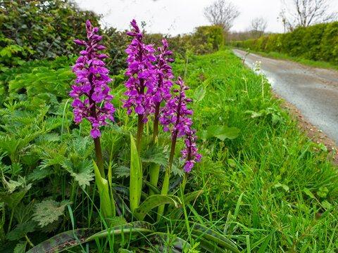 Early purple orchid (Orchis mascula) growing in in roadside verge along Norfolk lane, England, UK, April. 