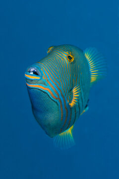 Portrait of Orange-lined triggerfish (Balistapus undulatus) on a coral reef. Tulamben, Bali, Indonesia. Java Sea. 