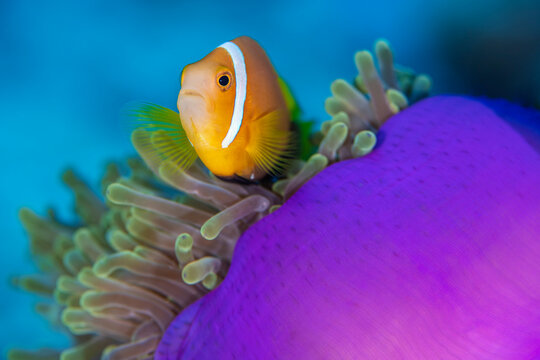 Portrait of Maldives anemonefish (Amphiprion nigripes) with its host magnificent sea anemone (Heteractis magnifica) on a coral reef. Laamu Atoll, Maldives. Indian Ocean 