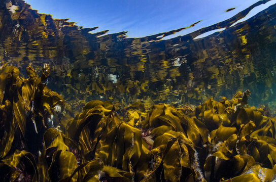 Reflections of a kelp forest (Laminaria hyperborea) in shallow water. Farne Islands, Northumberland, England, United Kingdom. North Sea. 