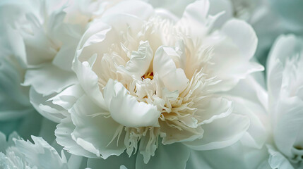 Blooming white peony flower. Macro image. 