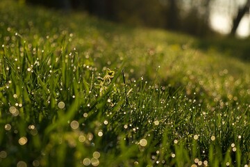 grass with dew drops