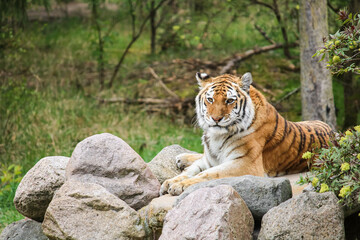 Tiger liegt entspannt auf Felsen und schaut in die Kamera