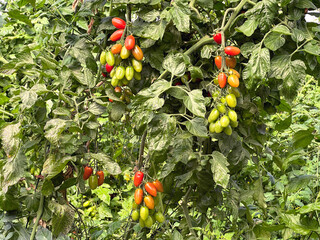 Tomatoes grown in a greenhouse