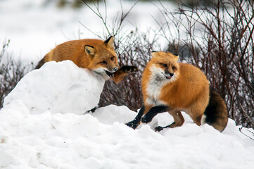 Red foxes playing on the tundra, Churchill, Manitoba, Canada