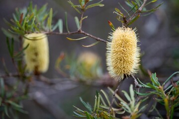 bright native yellow banksia flower in spring in a national park in australia in a national park