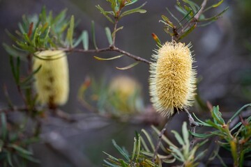 bright native yellow banksia flower in spring in a national park in australia in a national park