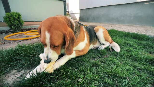 A tricolor dog is enthusiastically gnawing on a soft toy on a green lawn. A high quality. General plan. Horizontal video