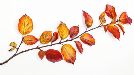 Branch of autumn colorful leaves isolated on white background