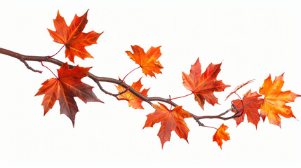 Branch of autumn orange maple leaves isolated on white