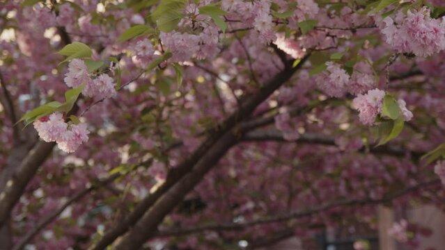 alt Pink cherry trees shed petals in the Brooklyn breeze