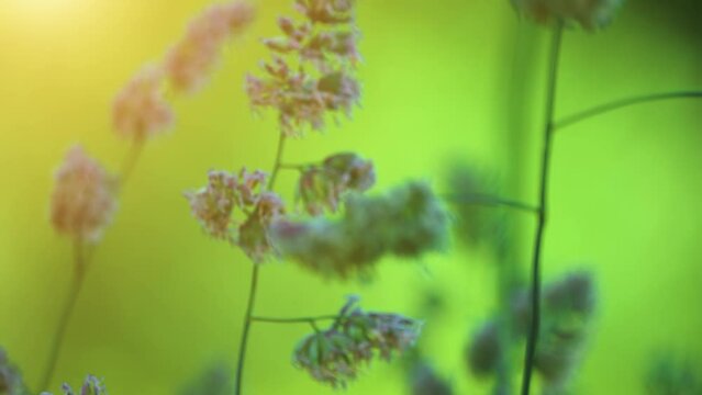Dactylis glomerata, also known as cock's-foot, orchard grass, or cat grass (due to its popularity for use with domestic cats) is a common species of grass in the genus Dactylis.