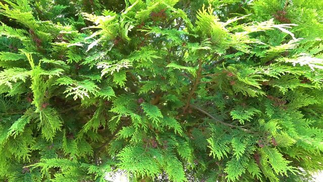 Thuja occidentalis, also known as northern white-cedar or eastern arborvitae, is evergreen coniferous tree, in cypress family Cupressaceae, which is native to Canada and Northeastern United States.